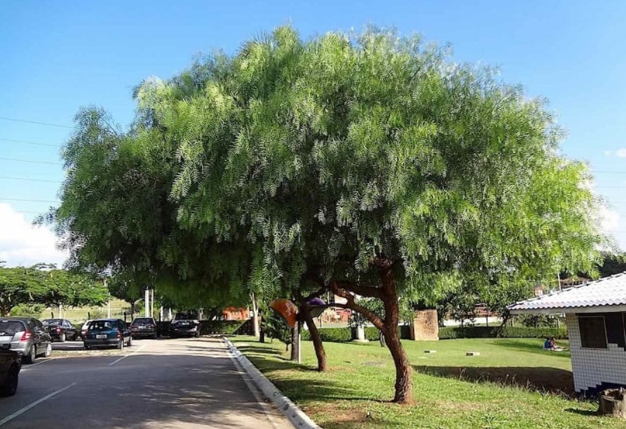 Árvore Schinus molle